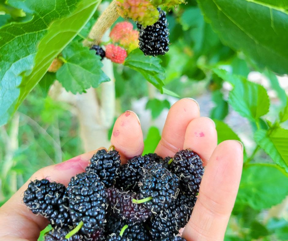A gardener picking deep purple everbearing mulberries.