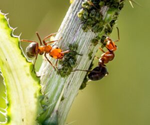 Ants farming aphids for honeydew on a garden plant.