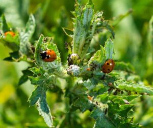 Lady Bug beetles eating aphids on an artichoke plant.
