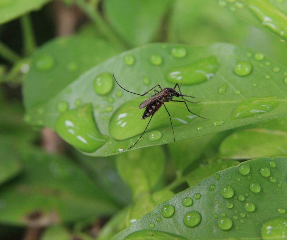 A mosquito on a leaf covered in water droplets.