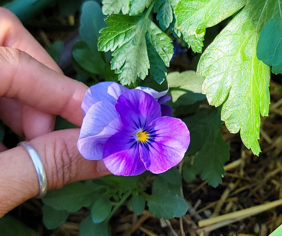 A gardener holding the stem of a purple pansy flower in a garden.