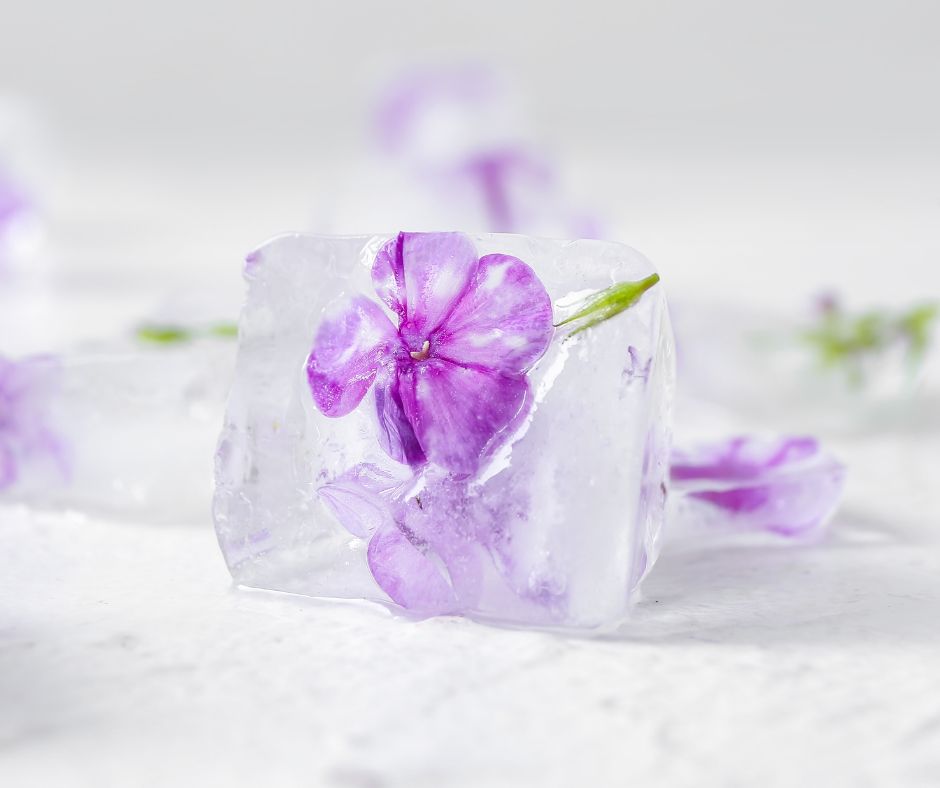 Purple flowers suspended in ice cubes.