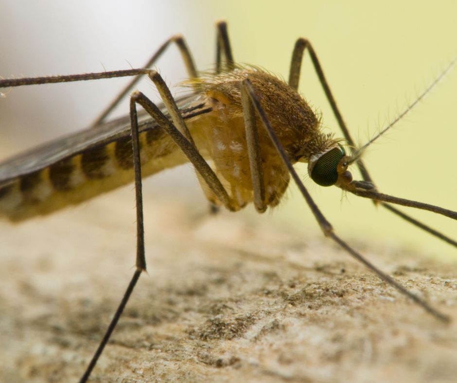 A mosquito resting on cloth.