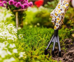 A gardener using a garden tool in a flower bed.