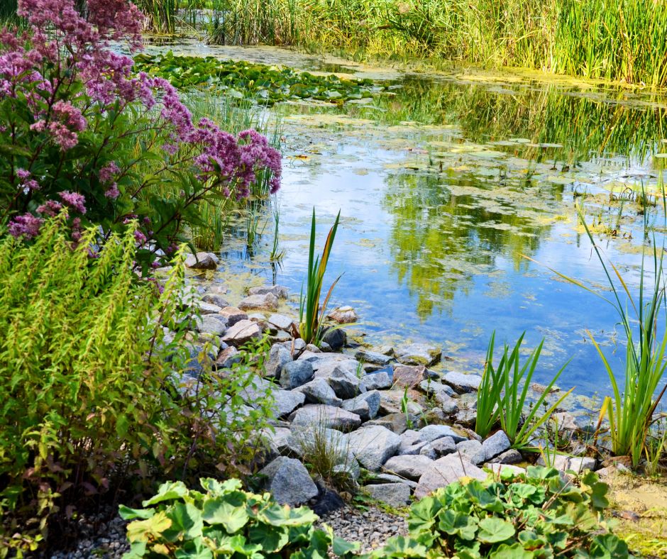 A shallow pond with still water and lots of vegetation.