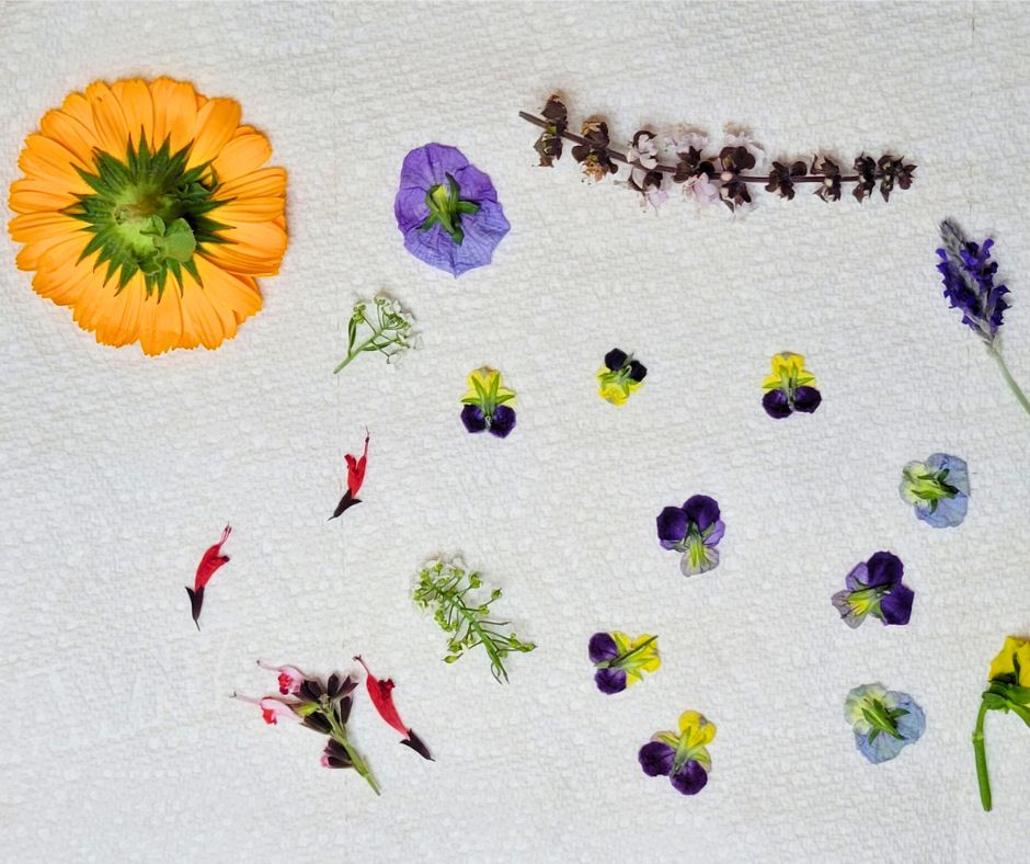 Brightly colored edible flowers from a backyard garden drying on a paper towel.