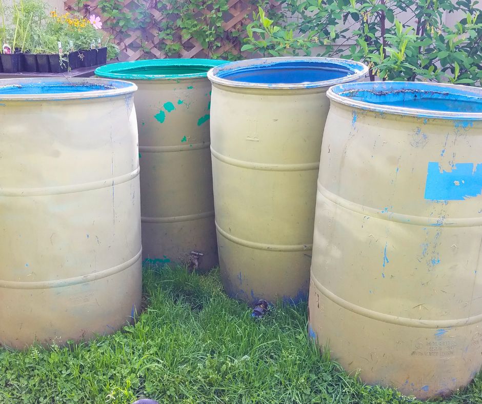 Four food grade barrels for rainwater collection.