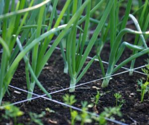 Green onions and carrots in a square foot gardening garden bed.