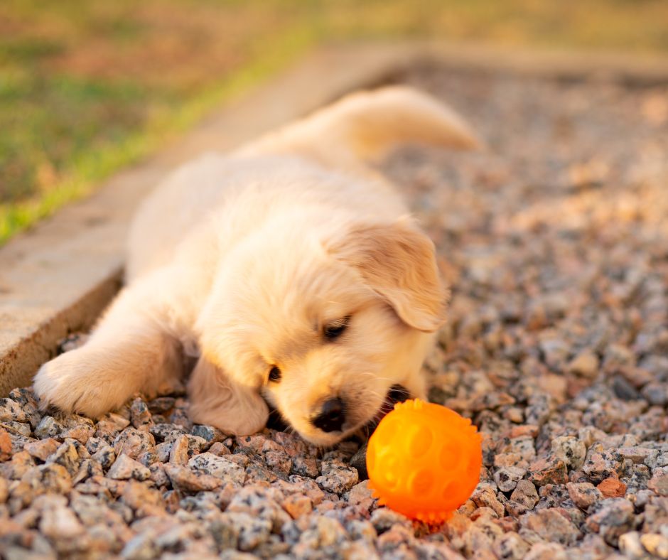 A golden retriever puppy playing with an orange ball in a backyard garden.