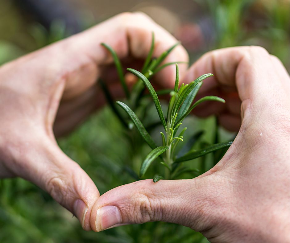 Heart hands cupping a rosemary plant for being a natural mosquito repellant.