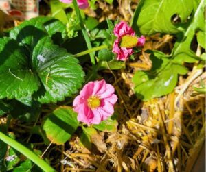Pink Berri Basket Rose strawberry flowers growing in a container garden.