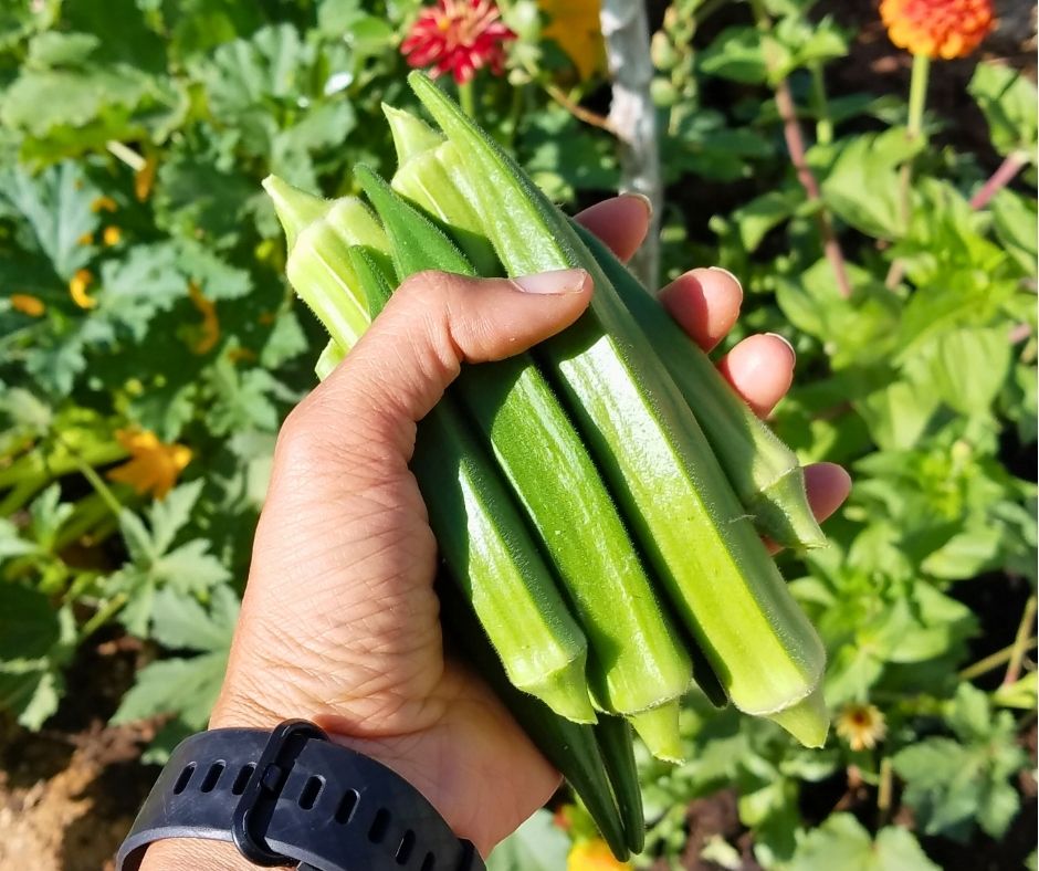 A gardener hold a handful of green garden okra.