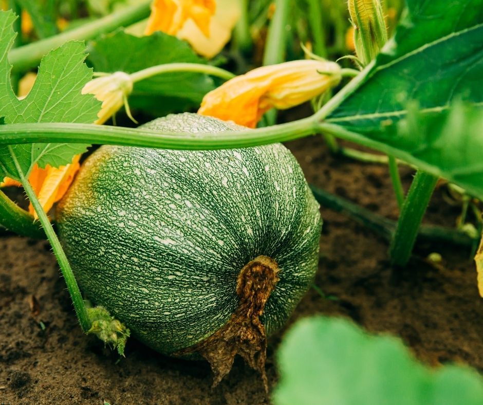 Green squash and yellow blossoms on a large plant in a backyard garden.