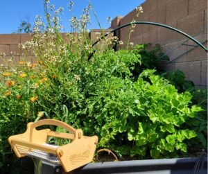 A full sun raised garden bed filled with flowers and vegetables with a basket on the edge.