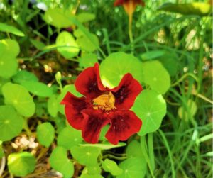 Red nasturtium flower blooming in a garden.