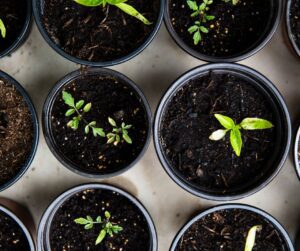 Summer vegetable seedlings in small pots.