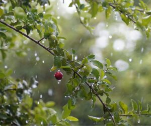 Rain falling on a cherry tree in summer.