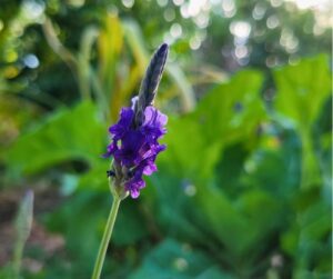 Purple lace leaf lavender flower growing near collard greens.