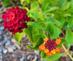 Red and orange lantana flowers growing in a pollinator garden.