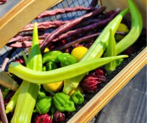 A summer vegetable garden harvest in a basket. Including okra, long beans, chilis, and roselle.
