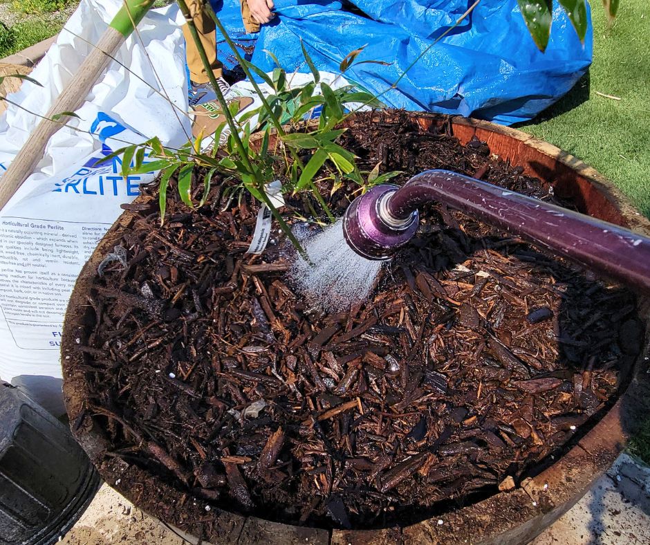 A blue water wand being used to thoroughly water newly planted bamboo in a container.