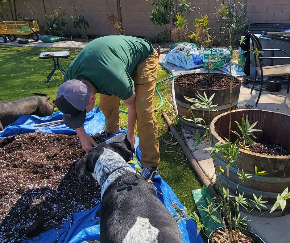 A person mixing potting soil on a tarp for bamboo with a black and white dog.