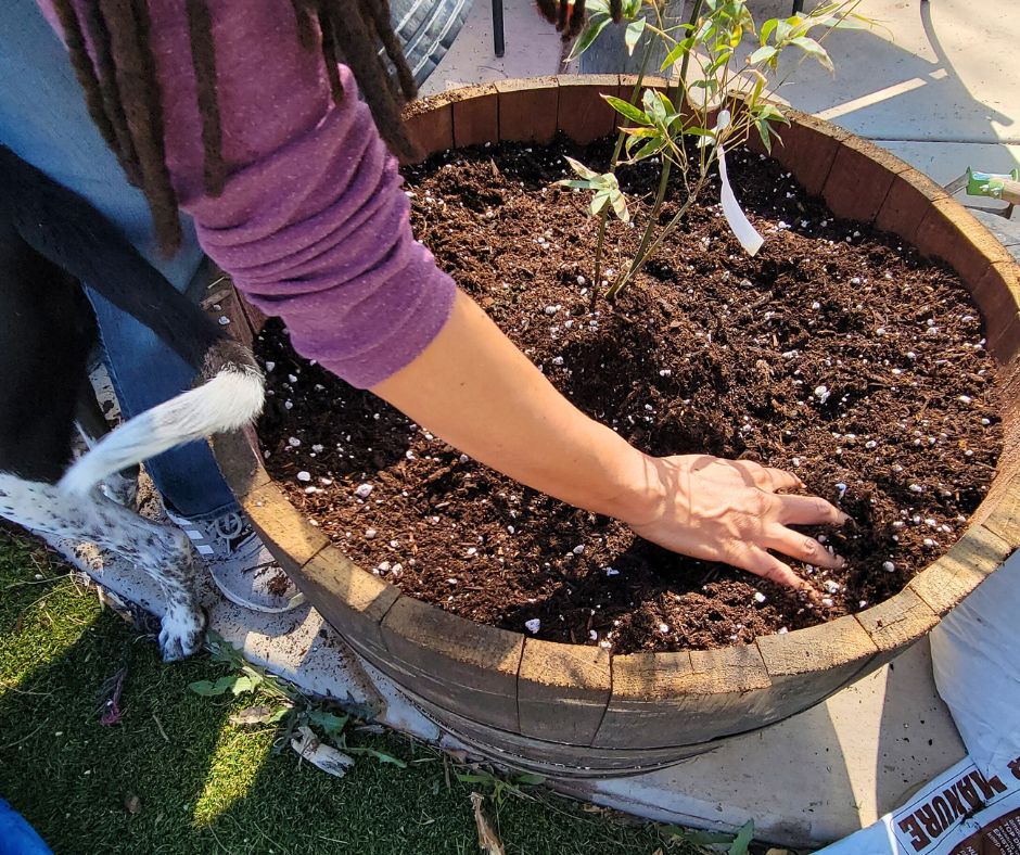 A person spreading soil in a newly planted bamboo container.
