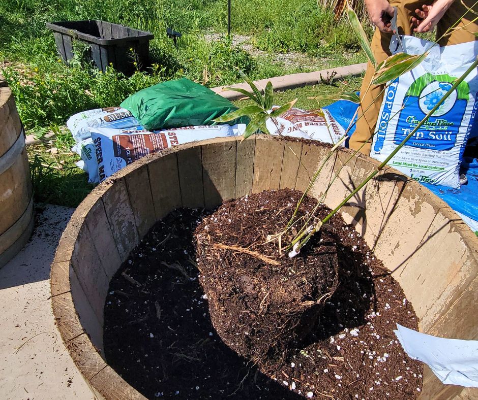 Checking the soil level in a half barrel planter before planting a bamboo plant for a privacy screen.