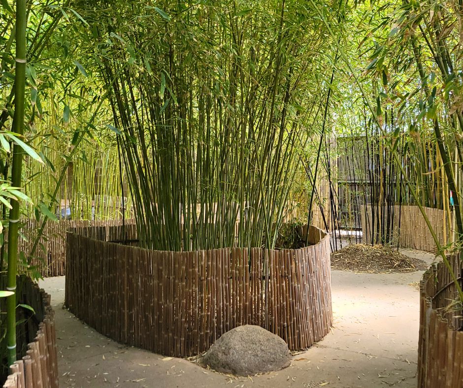 Bamboo planted in containers disguised with a reed wrap at the New Mexico Bio Park.