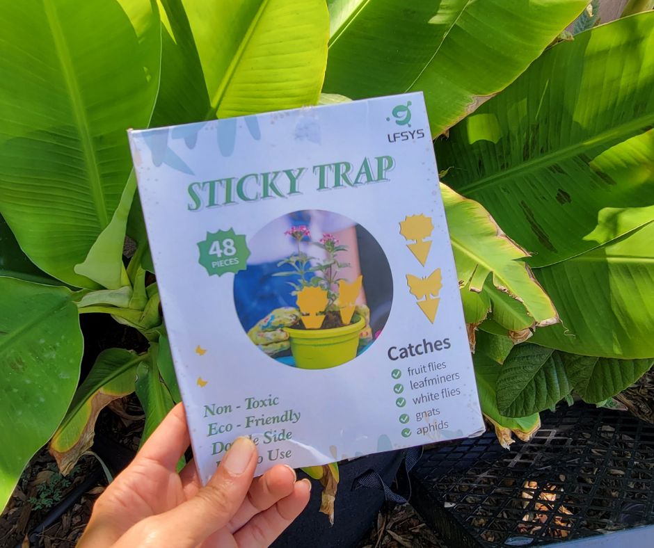 A gardener holding a pack of garden sticky traps.