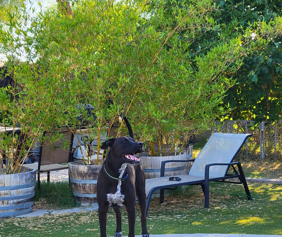 A large dog standing in front of a lounge chair next to a row of bamboo growing in half barrel containers.