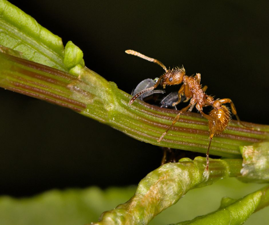 A red ant collecting honeydew from an aphid attached to a plant.