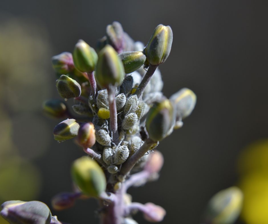 Aphids sucking sap from flower buds in a garden.