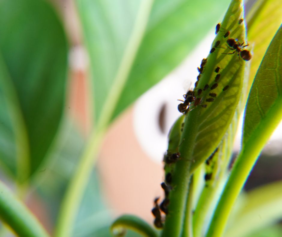Ant moving aphids onto a plant.