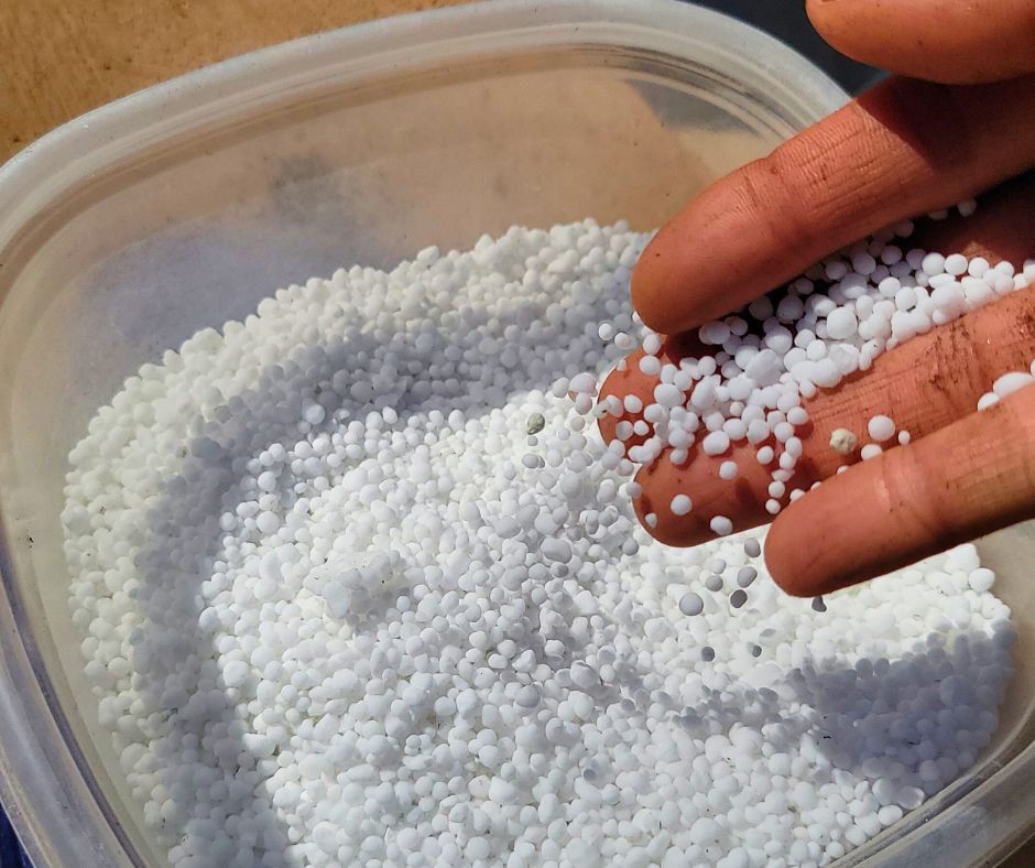 A hand picking up white nitrogen fertilizer from a container.