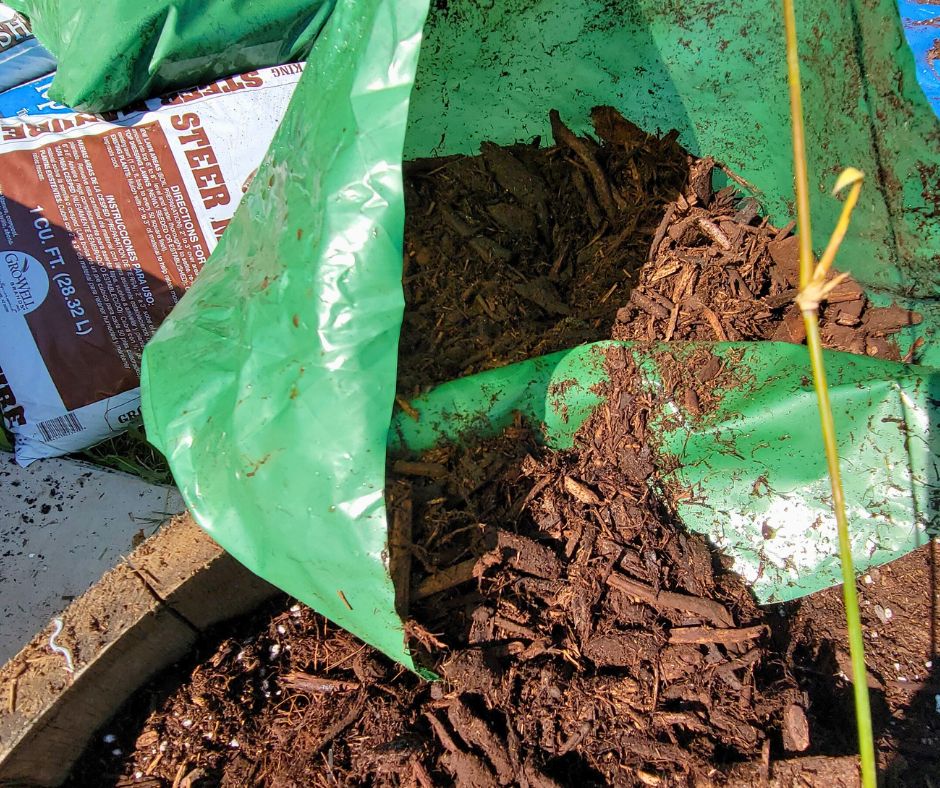 Adding wood mulch to freshly planted bamboo.