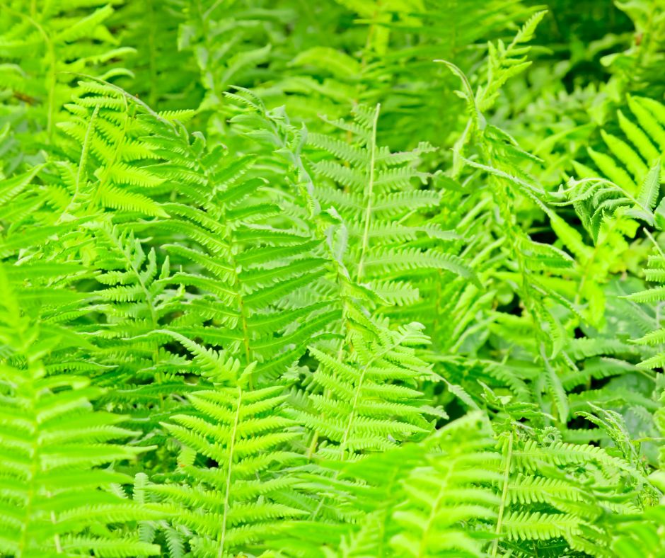 Bright green fern plants in a garden.
