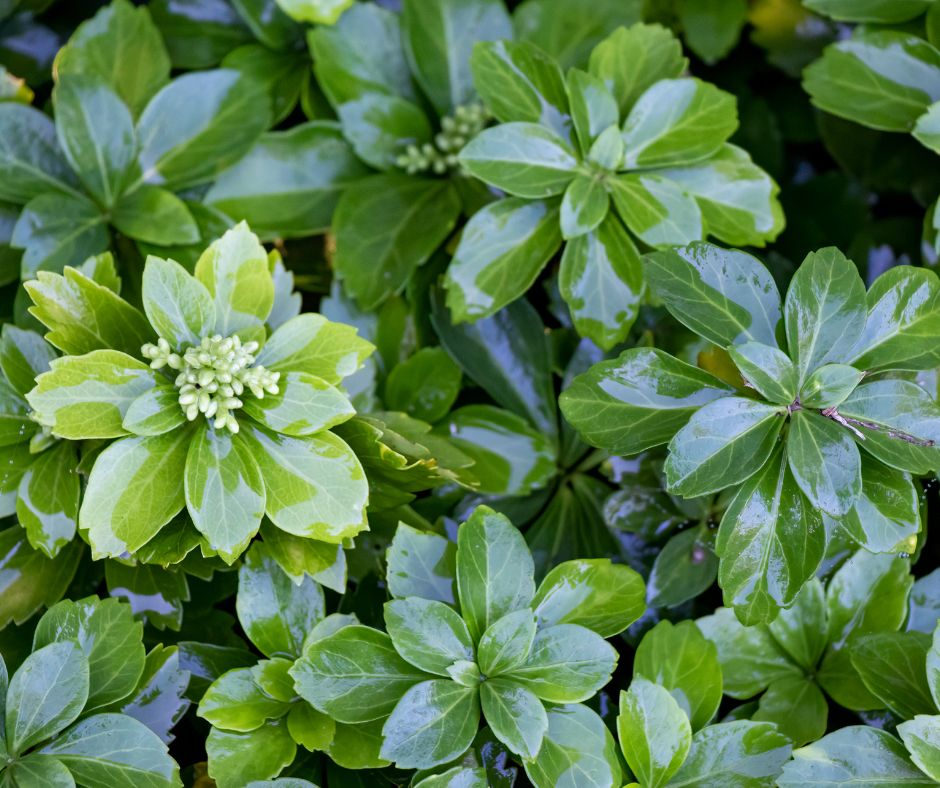 Dark green low growing ground cover in a low light garden of Pachysandra (Japanese spurge).