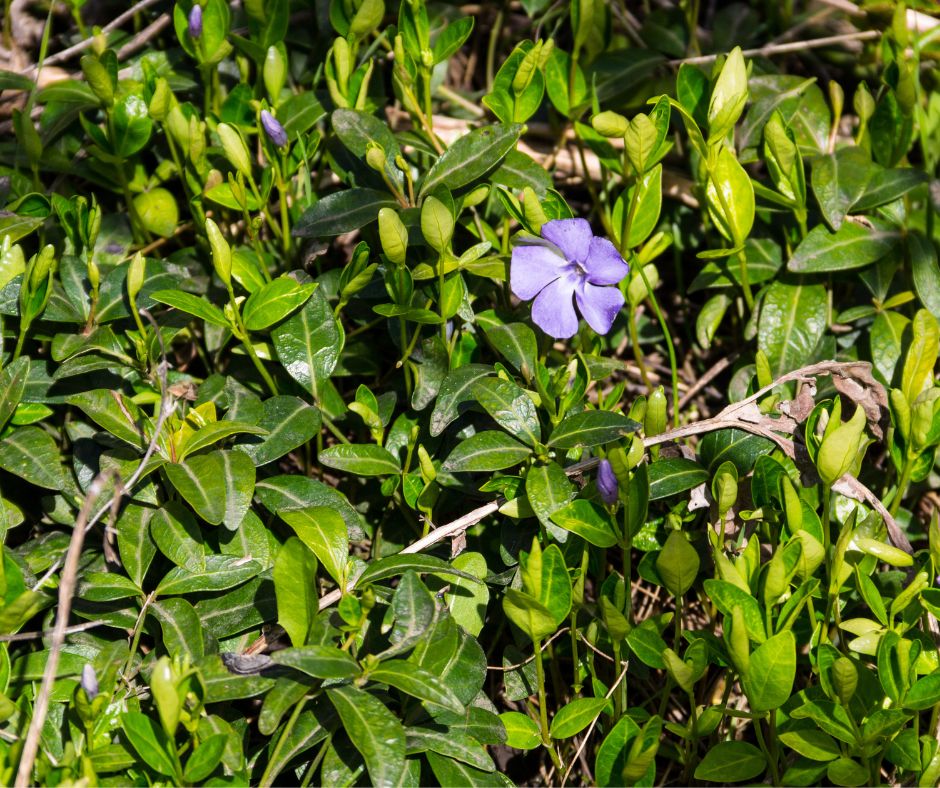 Low growing patch of dark green Vinca Minor (Periwinkle) and a purple flower growing in dappled shade.