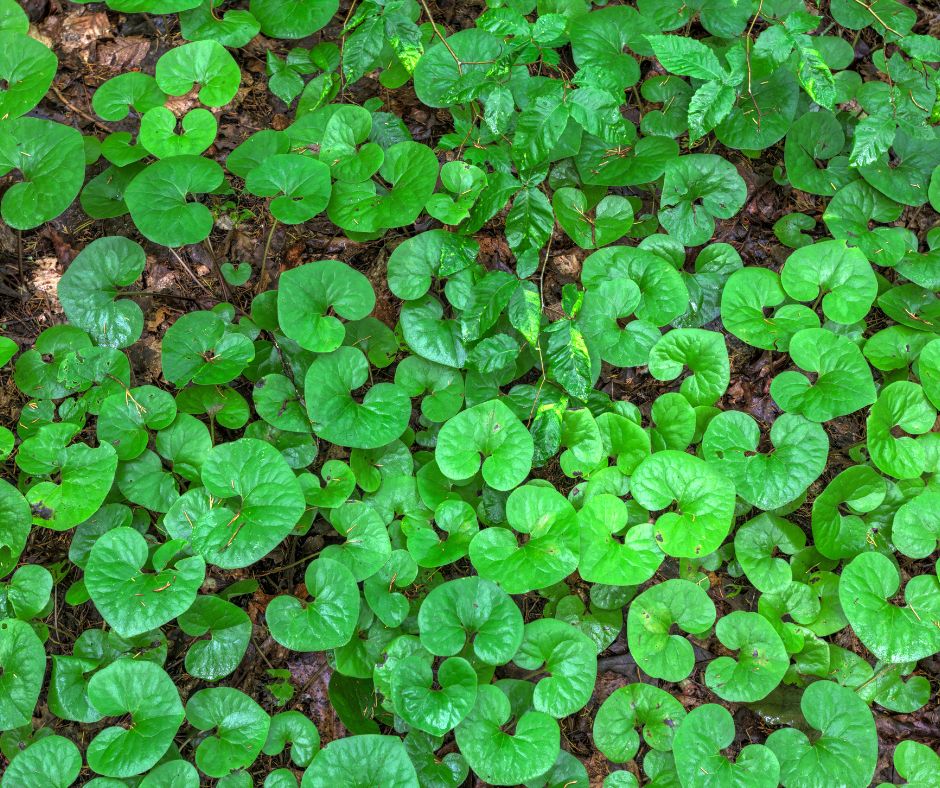 A path of wild ginger plants in a shady spot of a backyard.