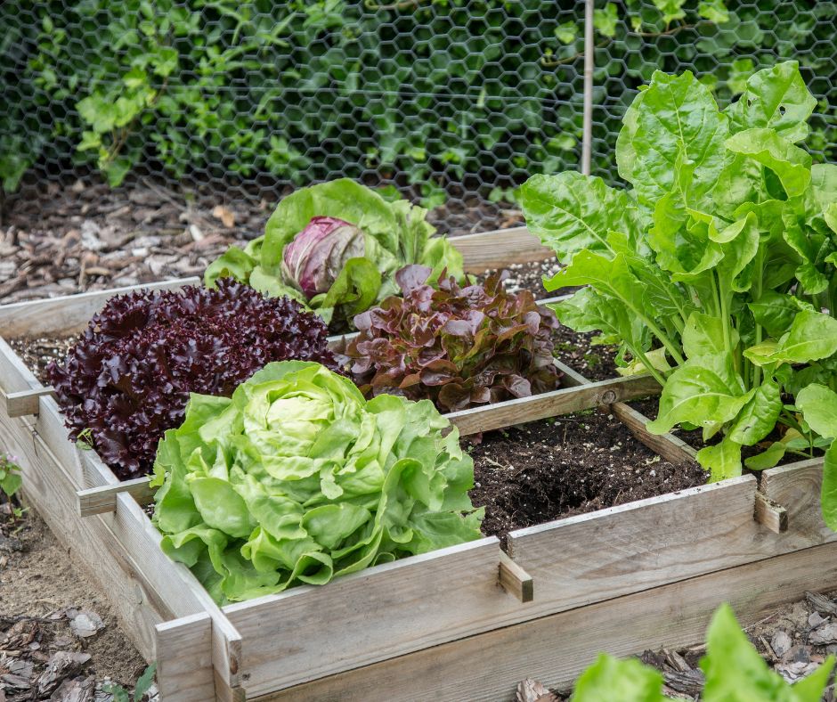 A small vegetable garden in a raised bed with a growing plants in a square foot garden grid.