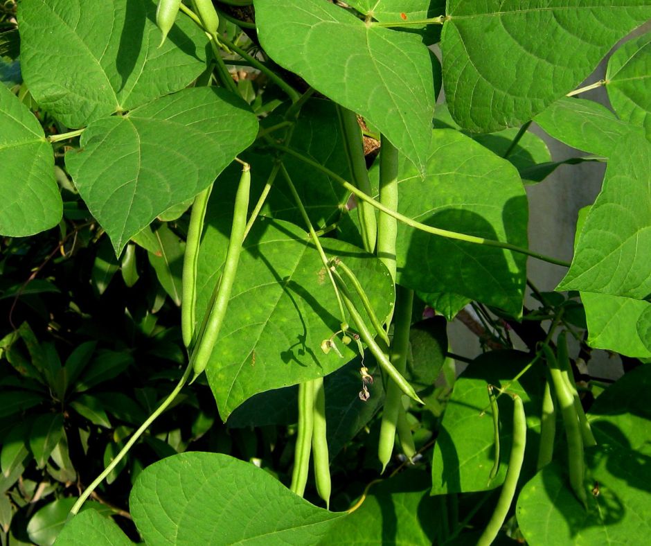 Green beans growing in a small garden.