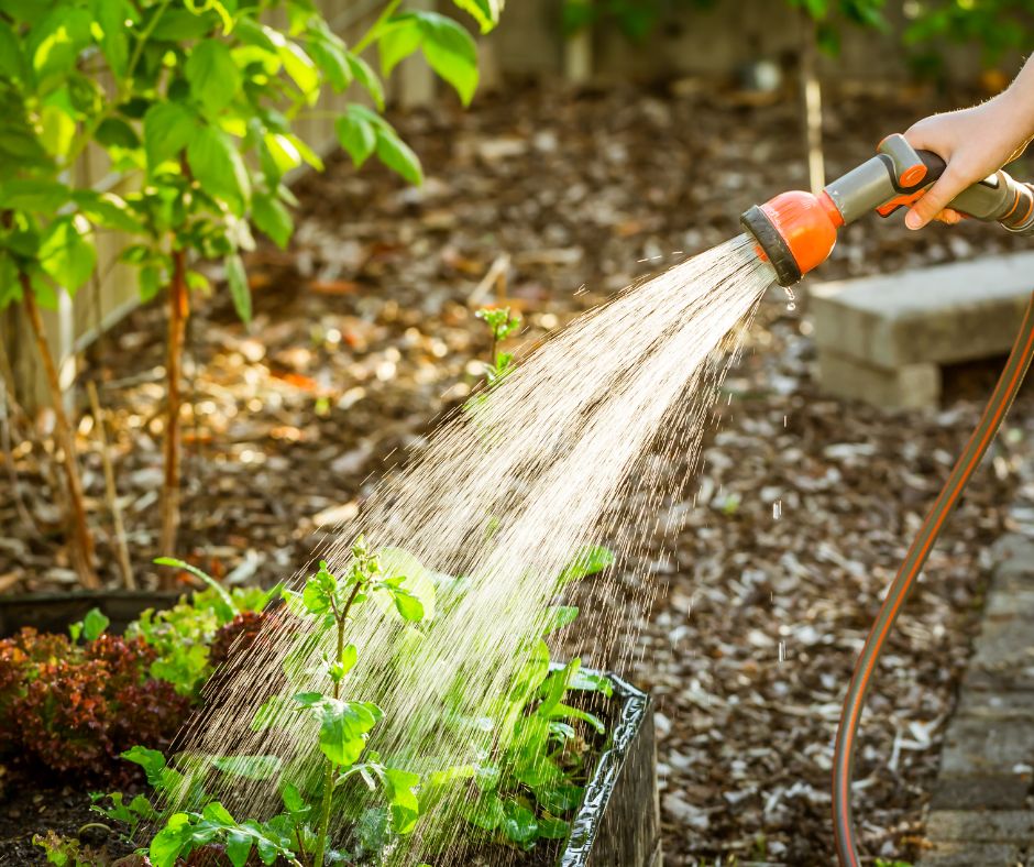 A person using a garden hose attachment to water a small vegetable garden.
