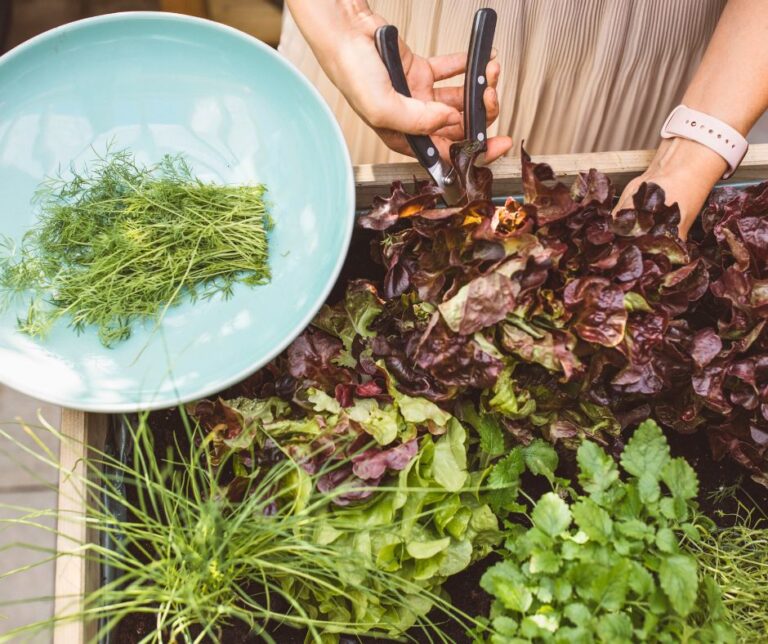 A person harvesting fresh herbs from a raised garden bed.