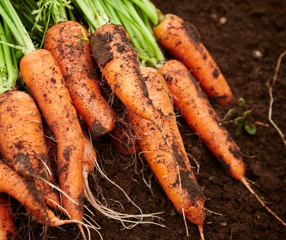 A harvest of orange carrots from the garden.