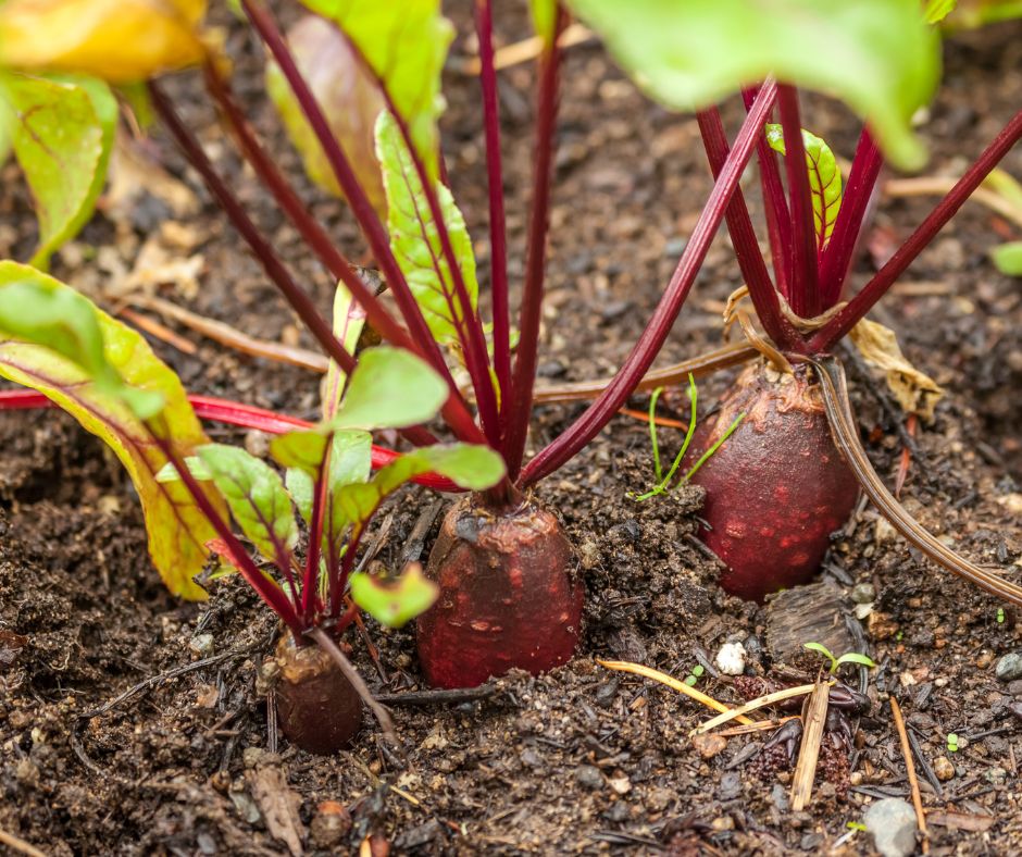 Red beets growing in a raised bed garden.