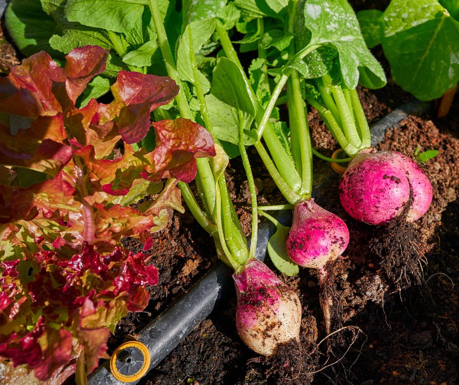 Radish and lettuce in a garden bed.