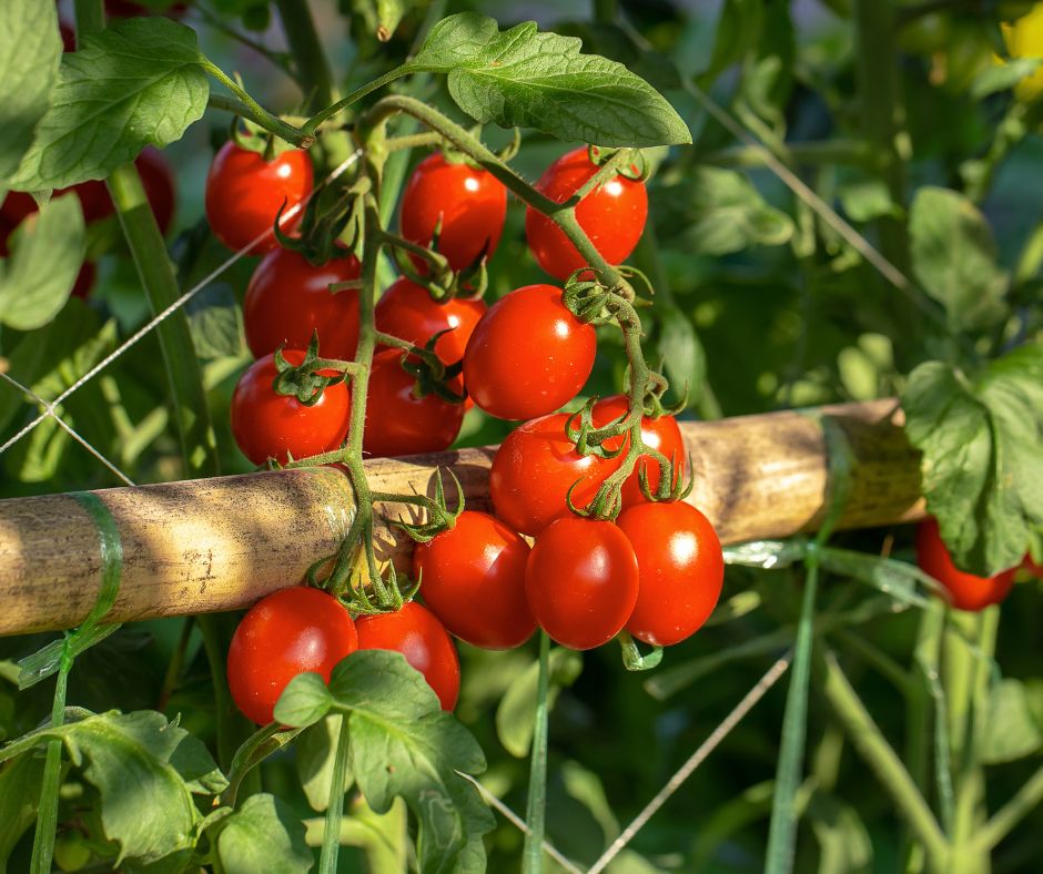 Large clusters of red ripe cherry tomatoes hanging off a trellised plant growing in a garden.