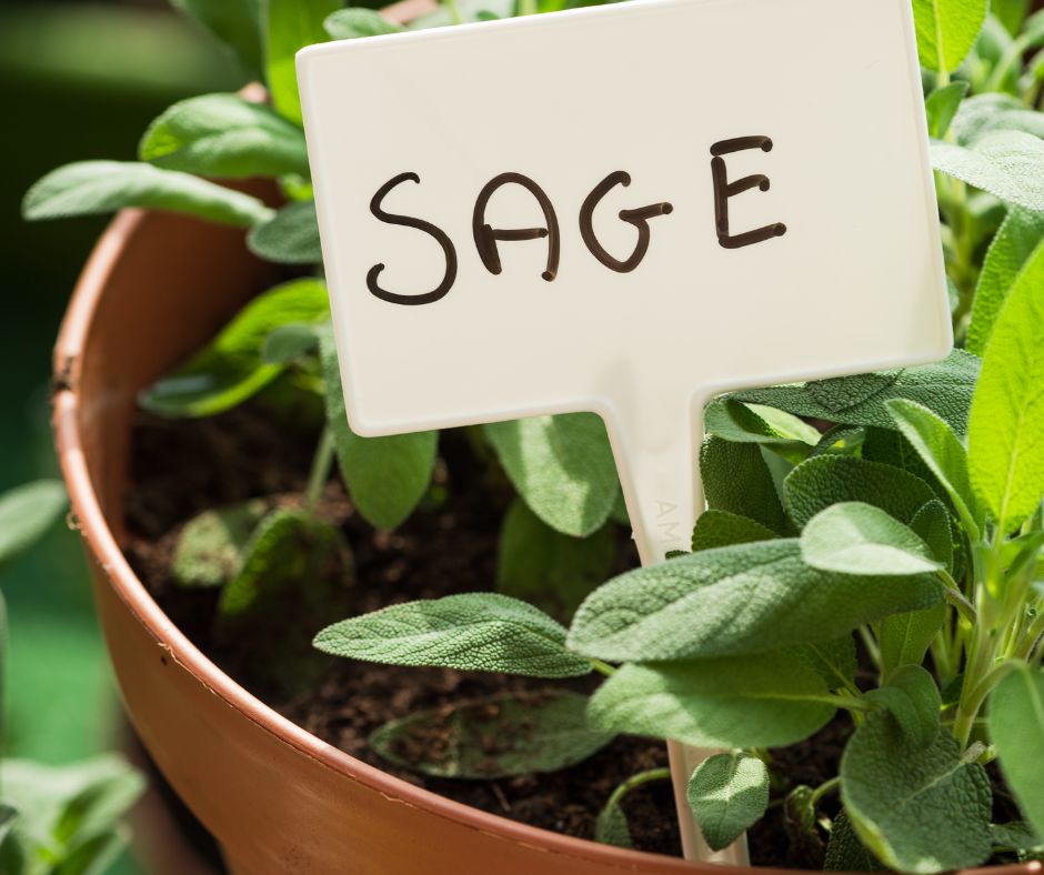 A small pot of garden sage with a white plant lable.