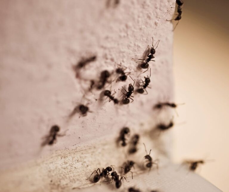 Ant gathering on a wall in a home.